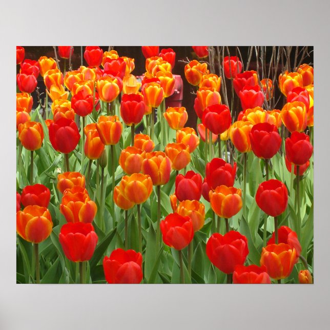 Röd och Orange Tulips Lollipop Poster (Framsidan)