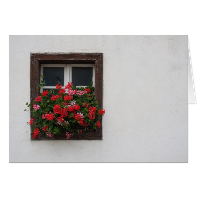 Röd och Rosa Pelargonium Hälsningskort (Framsidan Horizontal)