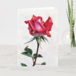 Röd och rosa rosblomma konst brevkort kort