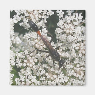Röd och svart Wasp Magnet