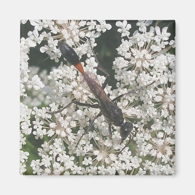 Röd och svart Wasp Magnet (Framsidan)