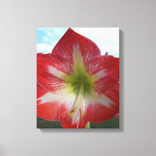 Röd och vit Amaryllis-blomma mot himlar Canvastryck