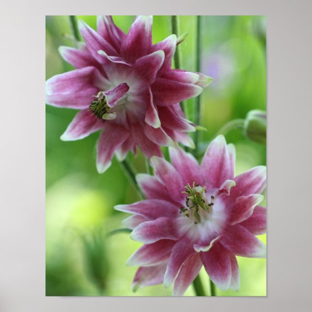 Röd och vit blomma poster (Framsidan)