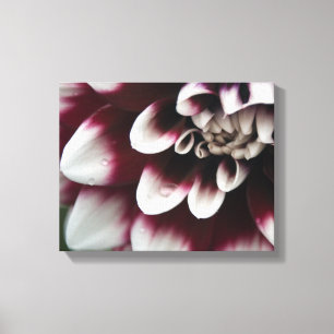 Röd och vit Dahlia-blomma Canvastryck