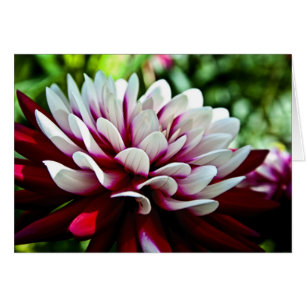 Röd och vit Dahlia-blomma Hälsningskort