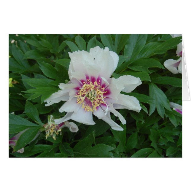 Röd och vit hälsningskort (Framsidan Horizontal)