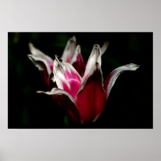 Röd och vit på svart poster