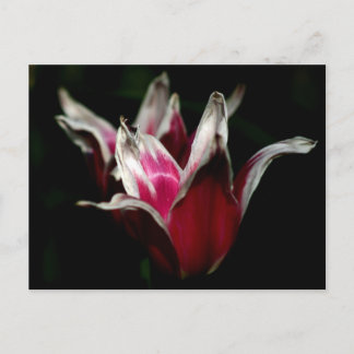 Röd och vit på svart vykort