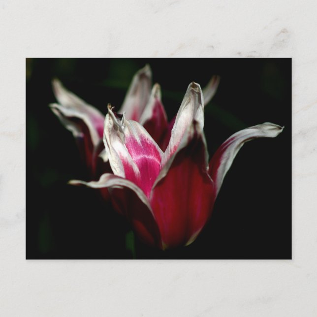 Röd och vit på svart vykort (Framsida)