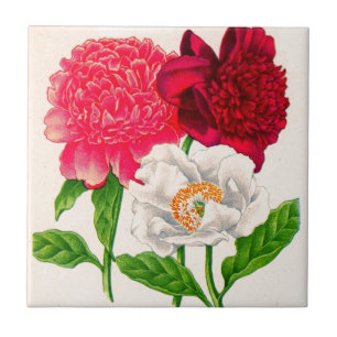 röd och vit peony kakelplatta