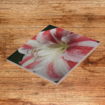 Röd och vit stripe Amaryllis Blommigt