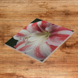 Röd och vit stripe Amaryllis Blommigt Kakelplatta
