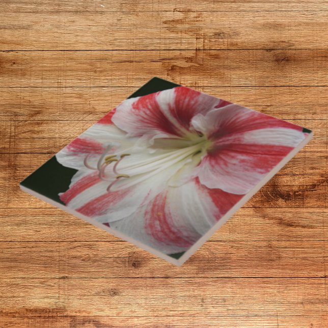 Röd och vit stripe Amaryllis Blommigt Kakelplatta (In Situ)