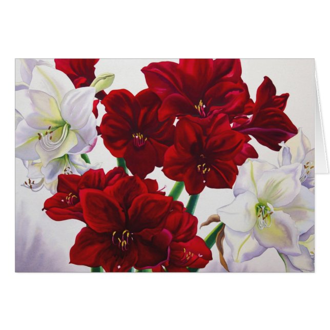 Röd och vitAmaryllis 2008 Hälsningskort (Framsidan Horizontal)