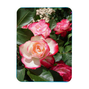 Röd- och vitfärgskort Ro Flower Blommigt Rosor Car Magnet