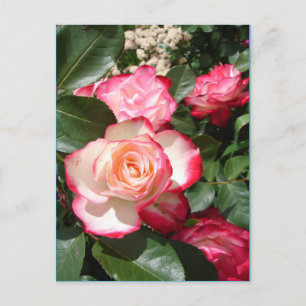 Röd- och vitfärgskort Ro Flower Blommigt Rosor Car Vykort