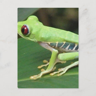 Röd Öga Grönt Träd Frog vykort
