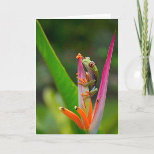 Röd-öga-träd groda, Costa Rica 2 Kort