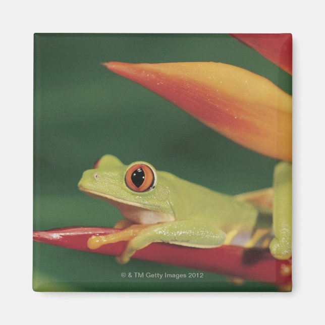 Röd öga träd groda sitta på blomman magnet (Framsidan)