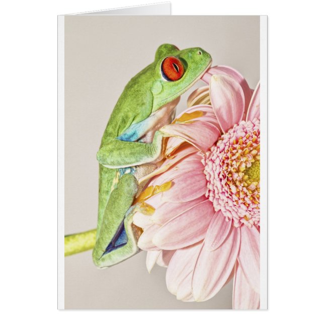 Röd ögaträdgroda hälsningskort (Framsidan)