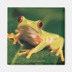 Röd ögaträdgroda magnet