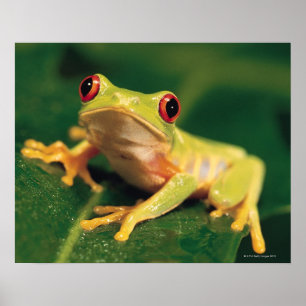 Röd ögaträdgroda poster