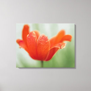 Röd öppen tulpanblomma på grön naturfotografi canvastryck