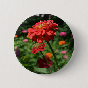 röd orange daisy blommigt, röd blomsterträdgård knapp
