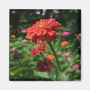 röd orange daisy blommigt, röd blomsterträdgård magnet