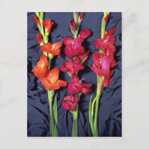 Röd, orange och scarlet gladiolus vykort