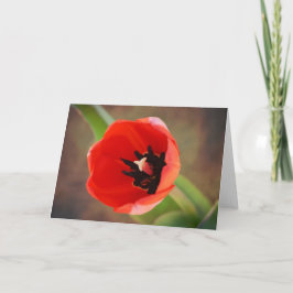Röd Orange Tulip Flower Art Note Card Kort