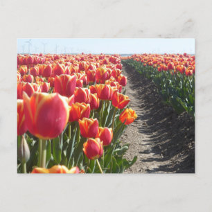 Röd Orange Tulips DIY Postcard Vykort