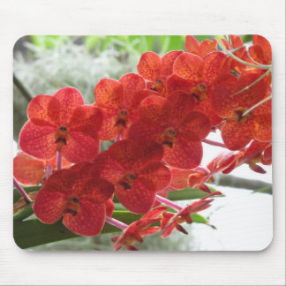 RÖD ORCHID MUSMATTA