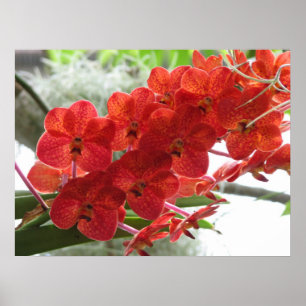 RÖD ORCHID POSTER