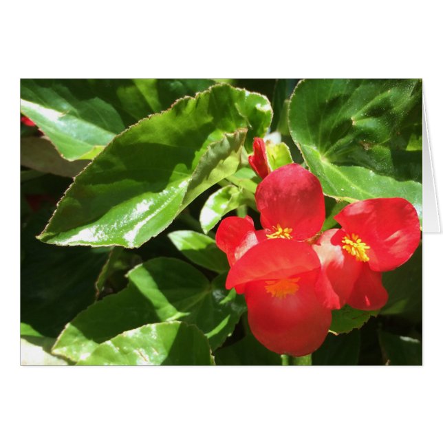 Röd på Grönt, blomsterkort Hälsningskort (Framsidan Horizontal)