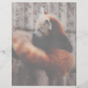 Röd Panda