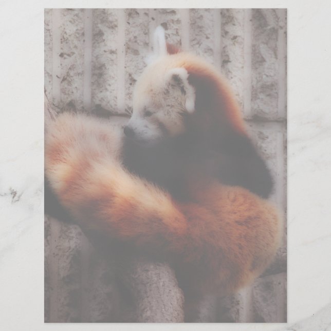 Röd Panda (Framsida)