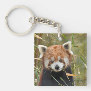 Röd panda