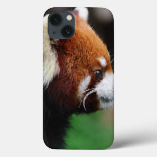 Röd panda