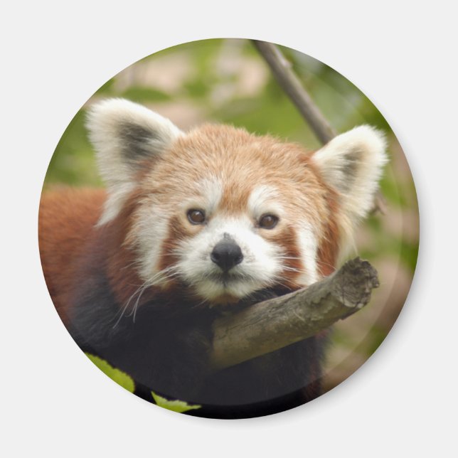 röd-panda-004 magnet (Framsidan)