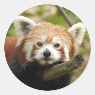 röd-panda-004 runt klistermärke