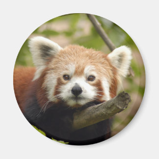 röd-panda-005 magnet