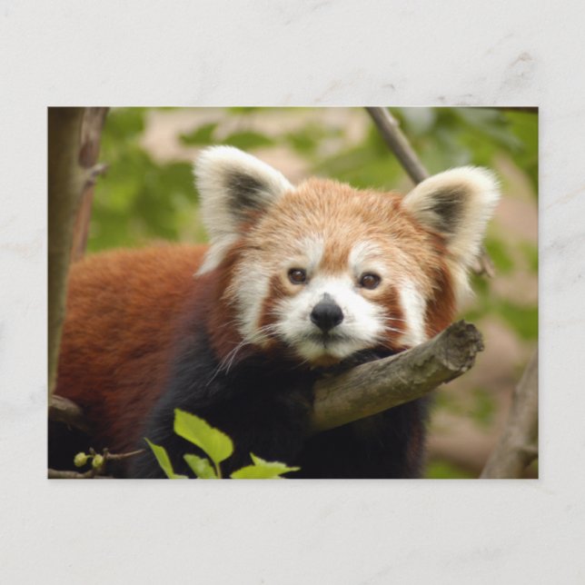 röd-panda-007 vykort (Framsida)