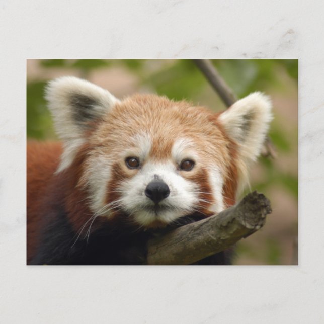 röd-panda-010 vykort (Framsida)