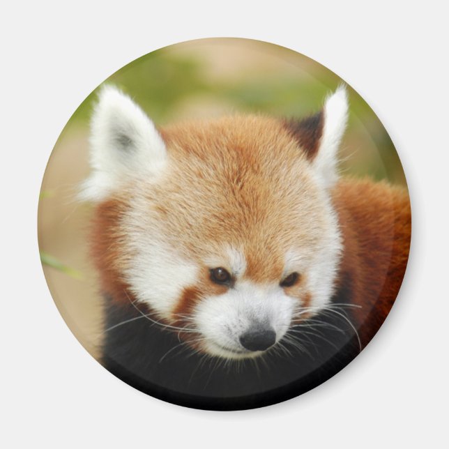röd-panda-030 magnet (Framsidan)