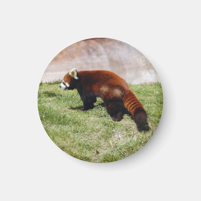 röd-panda-043 magnet (Framsidan)