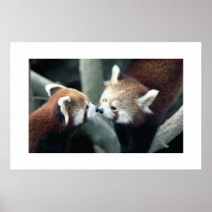Röd Panda #1 Poster