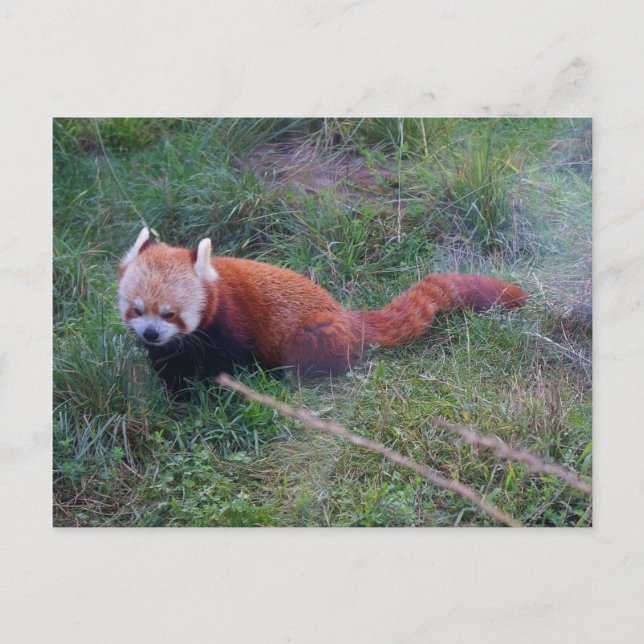 Röd Panda #1-vykort Vykort (Framsida)