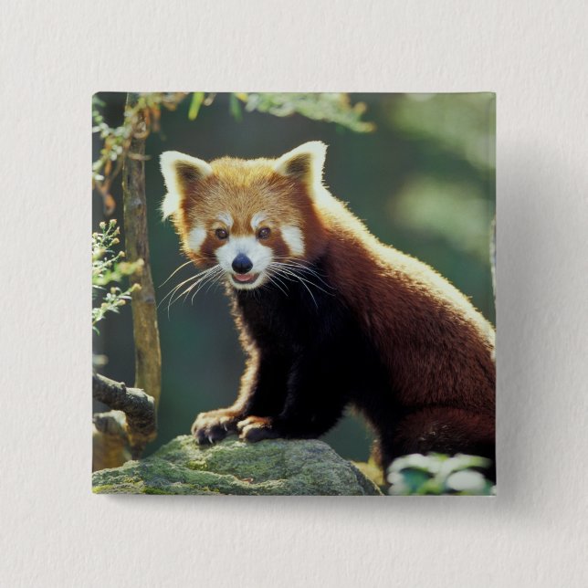 Röd panda (Ailurus fulgens) Knapp (Framsida)