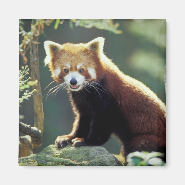 Röd panda (Ailurus fulgens) Magnet (Framsidan)